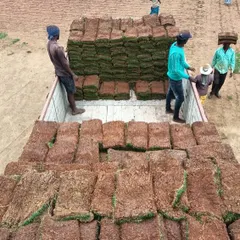My team loading rolls of freshly harvested Mexican grass onto a truck. I handle bulk orders and delivery all over South India.