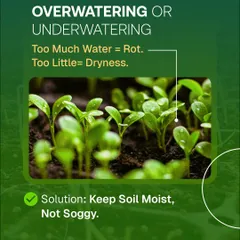 Overwatering or underwatering is a frequent problem that can lead to rot or dryness. The key is to keep the soil consistently moist, but not soggy. Feel the soil before you water to understand what your plant needs.
