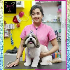 Stitch is looking sharp with his summer styling. This haircut keeps him cool and comfortable while maintaining the classic, adorable Shih Tzu look.