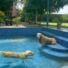 Two Golden Retrievers enjoying a leisurely swim. One paddles gracefully while the other takes a break on the steps, perfectly comfortable in the water.