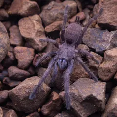 Another shot of the juvenile Indian Violet Tarantula. We were lucky enough to spot two individuals that day, a reminder of the rich biodiversity in the Western Ghats.