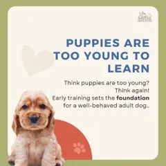 Think puppies are too young to learn? Think again. We believe that early training is the foundation for a well-behaved adult dog. We help debunk common dog training myths and guide new parents on how to start their training journey on the right paw.