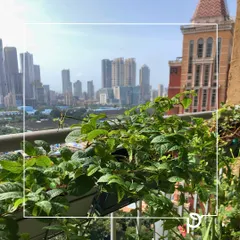 A garden can be a powerful form of therapy. This balcony garden, set against the Mumbai skyline, was designed as a sensory retreat, a place to connect with plants and find a moment of peace amidst the bustling city.