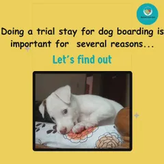 A trial stay is crucial for many reasons. It's the first step to ensuring your dog's boarding experience is a positive one.