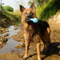 Zero the German Shepherd stands proudly in a muddy stream, his favorite blue toy in his mouth. This shot captures his playful confidence after he explored water for the very first time during our session.