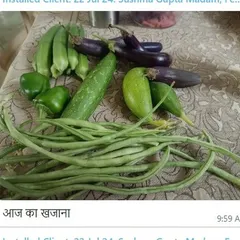 This is what I call a real treasure. A client sent me this picture of their daily harvest of beans, brinjals, cucumber, and capsicum, all grown organically in their vertical garden. This can be your reality too.