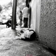 A wider angle of the sleeping street dog, showing more of the environment. The black and white treatment creates a classic street photography feel.