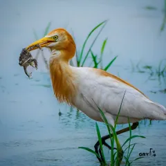 A Cattle Egret in its orange breeding plumage, having just caught a frog in a flooded paddy field. This is a classic example of opportunistic feeding.