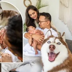 A happy husky photobombs the family portrait, smiling for the camera while the parents hold their newborn baby.