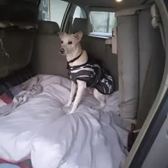 Your pet's comfort is always my top priority. This indie dog is enjoying his cozy bed setup for the night journey.