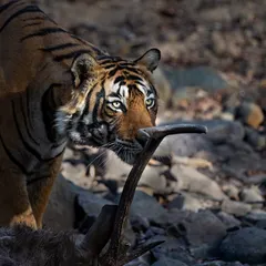 T95 Toofan again, this time interacting with the antlers of his prey. These images document crucial behaviors and provide valuable data for understanding tiger ecology.