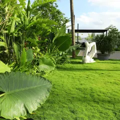 A view of a well maintained backyard, showing the seamless transition from the lush lawn to the large-leafed tropical plants. The health of the grass is critical for a space like this.
