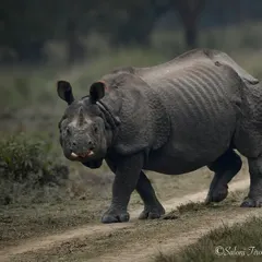 A full-body shot of a Greater One-horned Rhino on the move in Dudhwa. You can really see the texture of its thick, armor-like skin and the sheer power in its stride.