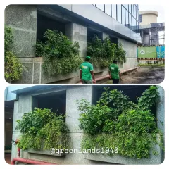 A before-and-after view of an exterior window box at an MNC pharmaceutical site. Our team installed and now maintains this lush arrangement, transforming a sterile concrete facade into a vibrant wall of green.