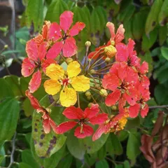 The Bauhinia coccinea, or Red Trailing Bauhinia, is a stunning creeper that brings a burst of warm color to any garden. Its unique red and yellow flowers make it a fantastic choice for trellises or fences in outdoor landscaping projects.