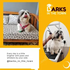 A showcase of our grooming results. We provide expert trims and styling to bring out your pet's best look, leaving them comfortable, happy, and looking sharp.