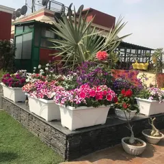 We transform rooftops and balconies into vibrant garden escapes. This display features a lush mix of seasonal petunias and other colorful blooms, creating a stunning burst of life against the urban landscape.