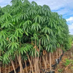 A large batch of Tapioca plants (Manihot esculenta) in our nursery. Their large, palmate leaves add a bold, tropical texture to any garden.