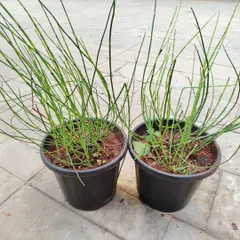 These decorative water plants are perfect for adding a unique touch to your home garden. All types of plants are available for order this monsoon season.