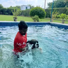 Guiding a Boxer through the water during a swim session. This controlled exercise helps improve his cardiovascular health and muscle tone while being a fun and engaging activity.