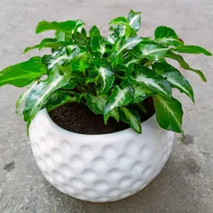The Arrowhead Plant (Syngonium podophyllum) is a versatile and easy-to-grow houseplant. Its distinct arrow-shaped leaves with white variegation add a decorative touch to any room.