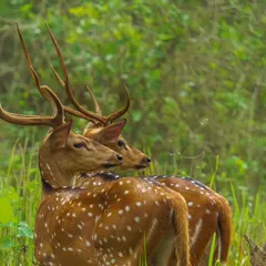 A pair of Spotted Deer (Chital) stand alert in a grassy field. Their beautiful spotted coats and impressive antlers make them a classic subject of Indian wildlife.