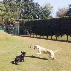 An action shot of a Labrador leaping for a toy. Moments like these, full of energy and joy, are what our off-leash playground is all about.