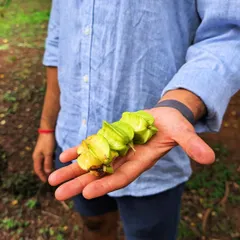 A handful of starfruit, discovered on our sensory walk. We believe the best learning happens when your whole body joins in the discovery.