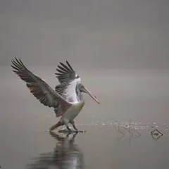 A spot-billed pelican lands gracefully on the Cauvery river at Ranganathittu, a haven for bird photography. My weekend workshops here are perfect for mastering your skills.