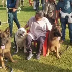 A behind the scenes moment from the 'Sam Bahadur' film set. Our dogs are trained to remain calm and sociable around the cast and crew during long shooting schedules.