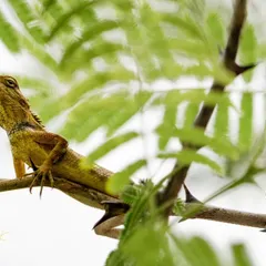 A garden lizard basks on a branch, framed by green leaves. This shot captures the reptile in a moment of calm.