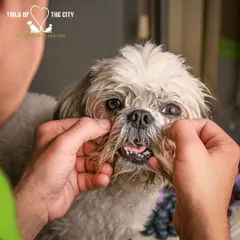 Our groomer carefully applies our blueberry facial treatment. It's a gentle, exfoliating process that helps keep your pet's face clean and brightens their fur naturally.