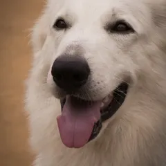 A portrait of a beautiful white dog, possibly a Swiss Shepherd, with a calm and gentle expression. Our pack is incredibly diverse.