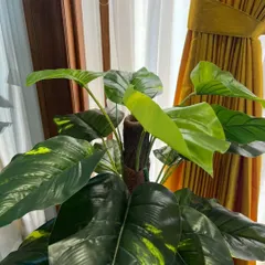 A close-up of one of our artificial Monstera plants. The details on the leaves make it look incredibly realistic, perfect for adding a touch of the tropics indoors.