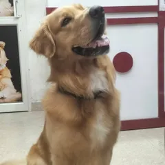 That look of pure satisfaction. This Golden Retriever feels so much better after getting all the extra fur trimmed and his coat cleaned.