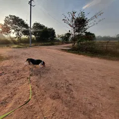 This is what true wellness looks like. For dogs, especially rescues who have known confinement, the freedom to explore on a long, loose leash is transformative. I help you learn how to provide these crucial sniffing and decompression walks safely, which is fundamental for their mental health.