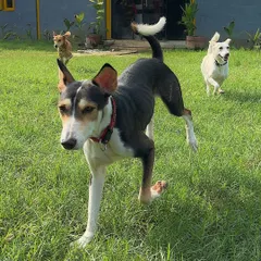 Look at the pure joy of the pack. We carefully supervise group play, allowing dogs of all shapes and sizes to socialize, make friends, and burn off energy in a positive way. This is crucial for their mental and physical well-being.