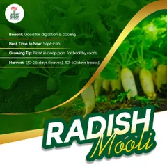Grow crunchy Radish (Mooli) right on your terrace. It's great for digestion and can be grown in deep pots for healthy roots. You can harvest the leaves in 20-25 days and the roots in 40-50 days.