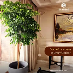 This large Ficus tree acts as a living sculpture in this classically decorated room. We often use tall indoor trees to draw the eye upward and add a sense of grandeur and life to interior spaces.