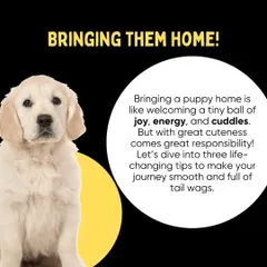 Bringing a puppy home is a huge responsibility. The first step is to create a safe and welcoming environment to help them settle in.
