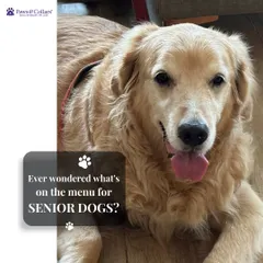 Ever wondered what's on the menu for senior dogs? Proper nutrition is critical in their later years. We work with pet parents to develop diet plans that support joint health, muscle mass, and a healthy weight.