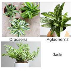 This collection features the striped Dracaena, the patterned Aglaonema (Chinese Evergreen), and the succulent Jade plant. These varieties offer diverse textures and shapes for your indoor garden.
