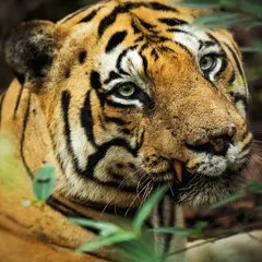 Chota Matka, the warrior of Tadoba, peers through the dense foliage. His green eyes, a stark contrast to his orange coat, hold a lifetime of stories from the Indian jungle.