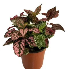 Add a splash of color with a Polka Dot Plant (Hypoestes). Its unique pink and green speckled leaves make it a standout choice, available at a great price.