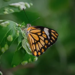 A beautiful Common Jezebel butterfly resting on a leaf. I patiently wait for these moments to capture the delicate patterns and colors of wildlife.