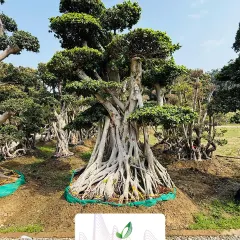 Another view of a massive Ficus bonsai, showing its powerful root structure and broad canopy. We supply these trees for clients looking for something truly unique and impressive.