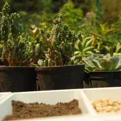 A close-up of the fresh cacti and succulents available at our DIY bar. I keep a wide variety of textures and shapes so you can find the perfect combination for your creation.