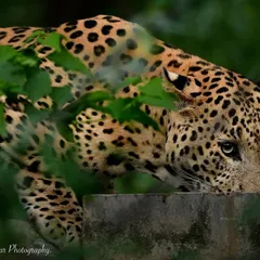 There's nothing like the thrill of spotting a leopard through the dense foliage. This one was taking a drink, almost completely hidden. I waited for that perfect moment when it looked up, its eyes telling a story of the wild. This is what authentic, unstaged wildlife photography is all about.