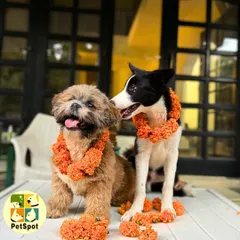 A sweet moment between two friends during our Kukur Tihar celebration. The marigold garlands look beautiful on them as they share a friendly nuzzle.