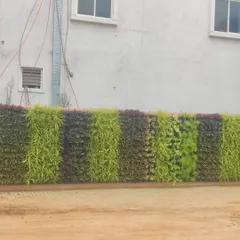 This outdoor vertical garden showcases a patterned design using plants with different shades of green and purple foliage, creating a living mural on the building's exterior.